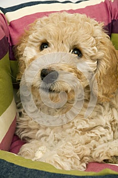 A cute Cockapoo puppy in her new bed