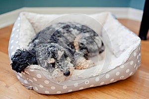 Cute Cockapoo puppy is lounging in a spotty dog bed, looking content and relaxed