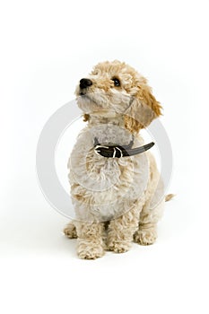 A cute Cockapoo puppy on a white background