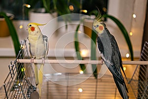 Cute cockatiel parrots.Funny parrots.Home pet parrot.Caring for pets.Funny birds