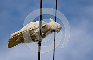 Cute cockatoo bird on the powerline with blue sky at the background.