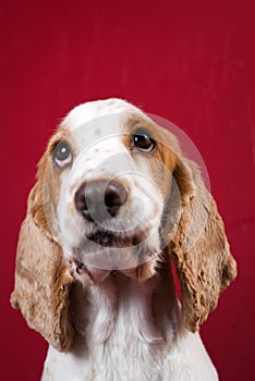 Cute Cocker Spaniel.