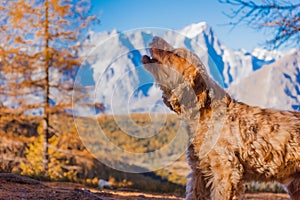 Cute cocker spaniel baying with autumnal mountain in the background Italy