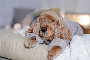 Cute Cocker Spaniel dog in knitted sweater