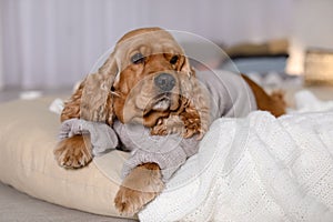 Cute Cocker Spaniel dog in knitted sweater lying