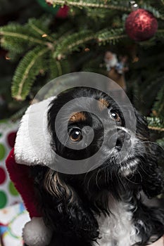 A cute Cocker Spaniel in front of a christmas tree with a santa