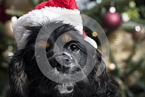 A cute Cocker Spaniel in front of a christmas tree with a santa