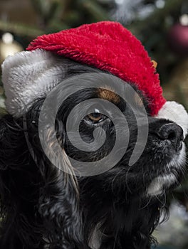 A cute Cocker Spaniel in front of a christmas tree with a santa