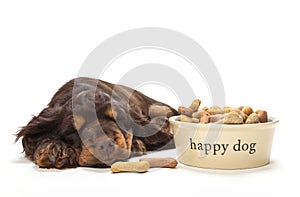 Cute Cocker Spaniel Puppy Dog Sleeping by Bowl of Biscuits