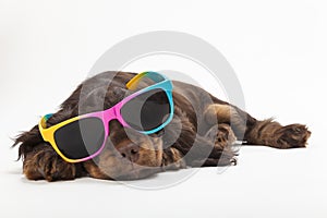 Cute Cocker Spaniel Puppy Dog Wearing Sunglasses