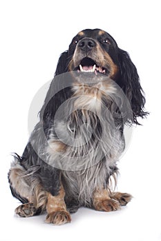 Cute cockerspaniel mixed breed