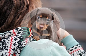 Cute coffee-colored dachshund puppy