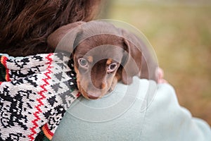 Cute coffee-colored dachshund puppy