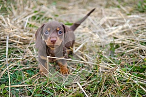 Cute coffee-colored dachshund puppy