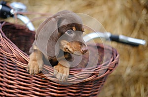 Cute coffee-colored dachshund puppy