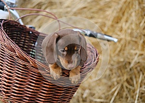 cute coffee-colored dachshund puppy