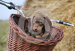 Cute coffee-colored dachshund puppy