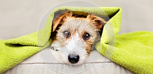 Cute cold dog in a warming towel after bath, pet grooming and care banner