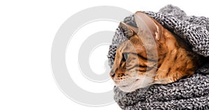 Cute cold frozen beautiful ginger bengal cat covered with warm knitted scarf on white background, look left. Heating or