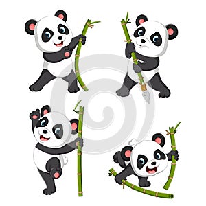 The cute collection of panda palying with the green bamboo