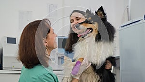 Cute Collie Dog on Examination at the Vet Clinic