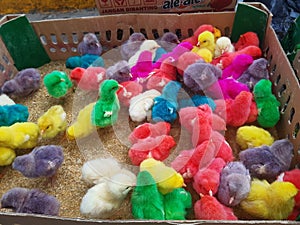 cute colored chicks