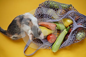 Cute colored kitten,gray bag string bag with vegetables,zucchini,bell peppers,carrots,beets,onions yellow background.Harvest from