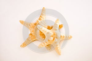 Cute colored starfishes