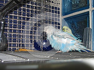 A cute colorful budgie have a shower