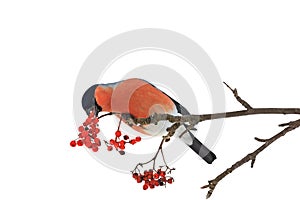 Cute colorful eurasian bullfinch eating red berries isolated on white