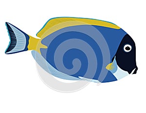 Cute colorful fish vector Powder blue tang Acanthurus leucosternon