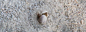 Cute colorful hermit crab.