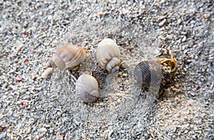 Cute colorful hermit crab.