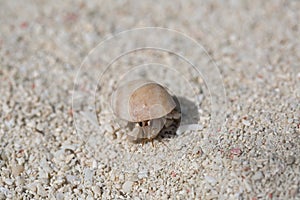 Cute colorful hermit crab.