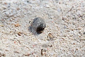 Cute colorful hermit crab.