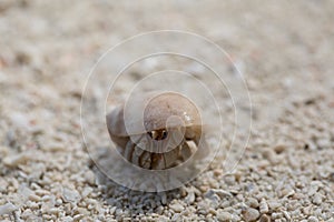 Cute colorful hermit crab.