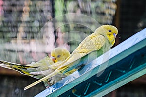 Carino colorato uccello famiglia dentro gabbia divertirsi 