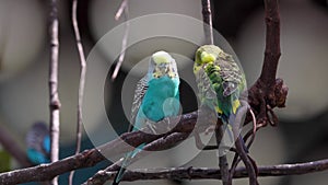 Cute colorful love birds on the tree branch