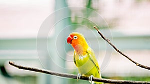 Cute and colorful lovebird perching on the branch photo