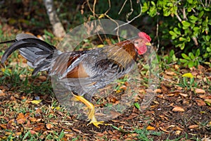 Cute colorful rooster roaming free