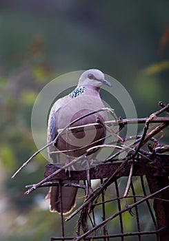 A cute Columbidae Or the European turtle doves sitting calmly in a nice soft blurry background.