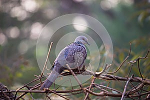 A cute Columbidae Or the European turtle doves sitting calmly in a nice soft blurry background.