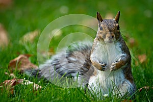 Cute Common Brown Squirrel Close-up