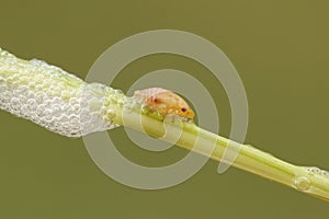 A cute Common Froghopper Philaenus spumarius also called spittlebug or cuckoo spit insect on the stem of a plant with its spittl