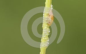 A cute Common Froghopper Philaenus spumarius also called spittlebug or cuckoo spit insect on the stem of a plant with its spittl