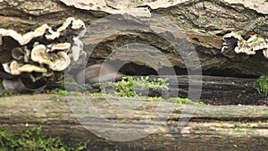 A cute Common Shrew Sorex araneus foraging for food in a log pile.