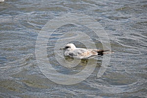 Cute, Common And Young