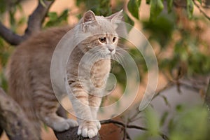 Cute confused cat on tree branch , funny animals, kitten walking outdoors