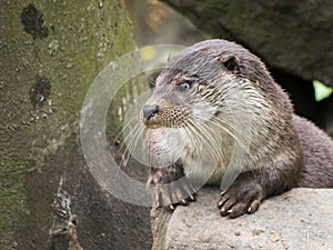 Cute Congo clawless otter (Aonyx congicus) looking aside