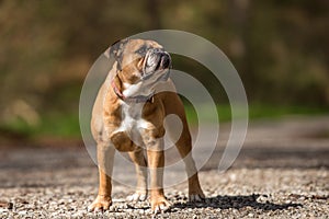 Cute Continental Bulldog dog is standing in the forest in front of blurred background